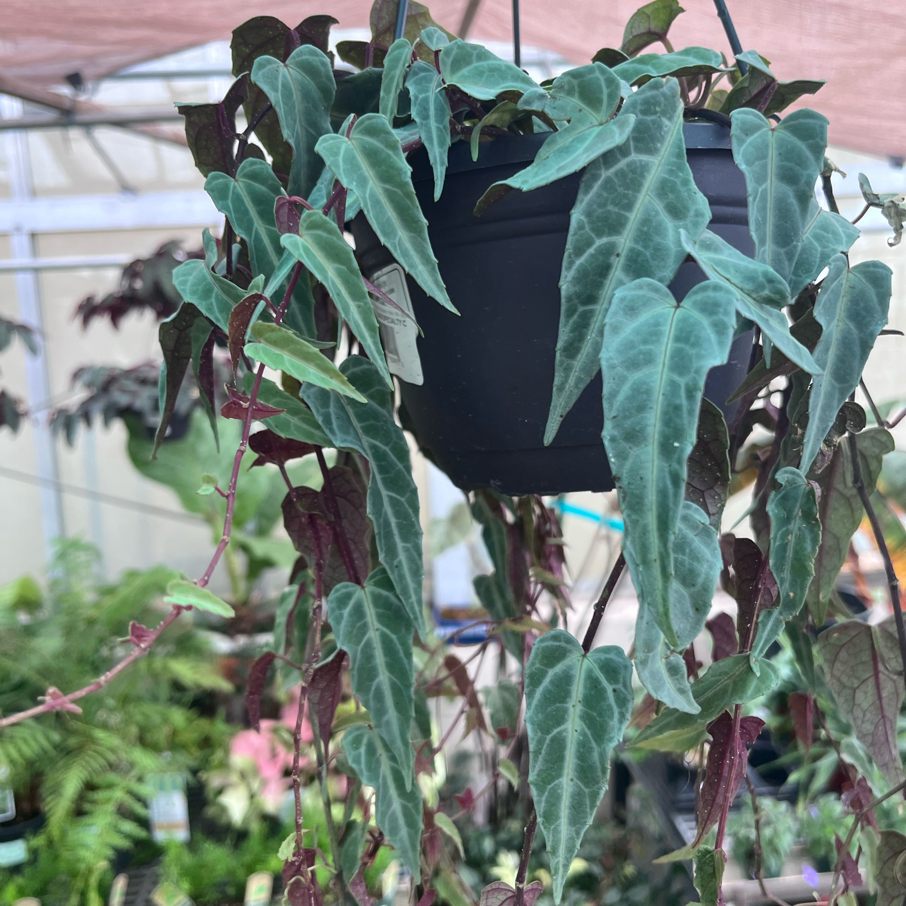 Photo of the plant species Jungle Vine by @YesNopalcactus named Doja Cat on Greg, the plant care app