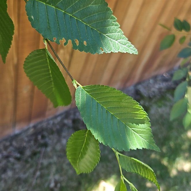 Photo of the plant species Siberian Elm by @BackupSwordbean named Zion on Greg, the plant care app