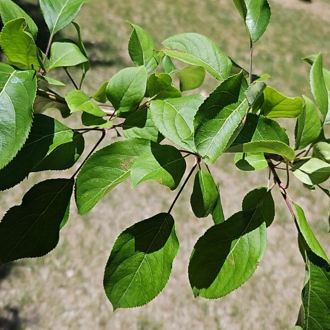 Photo of the plant species Malus Sylvestris by @BackupSwordbean named Beckham on Greg, the plant care app