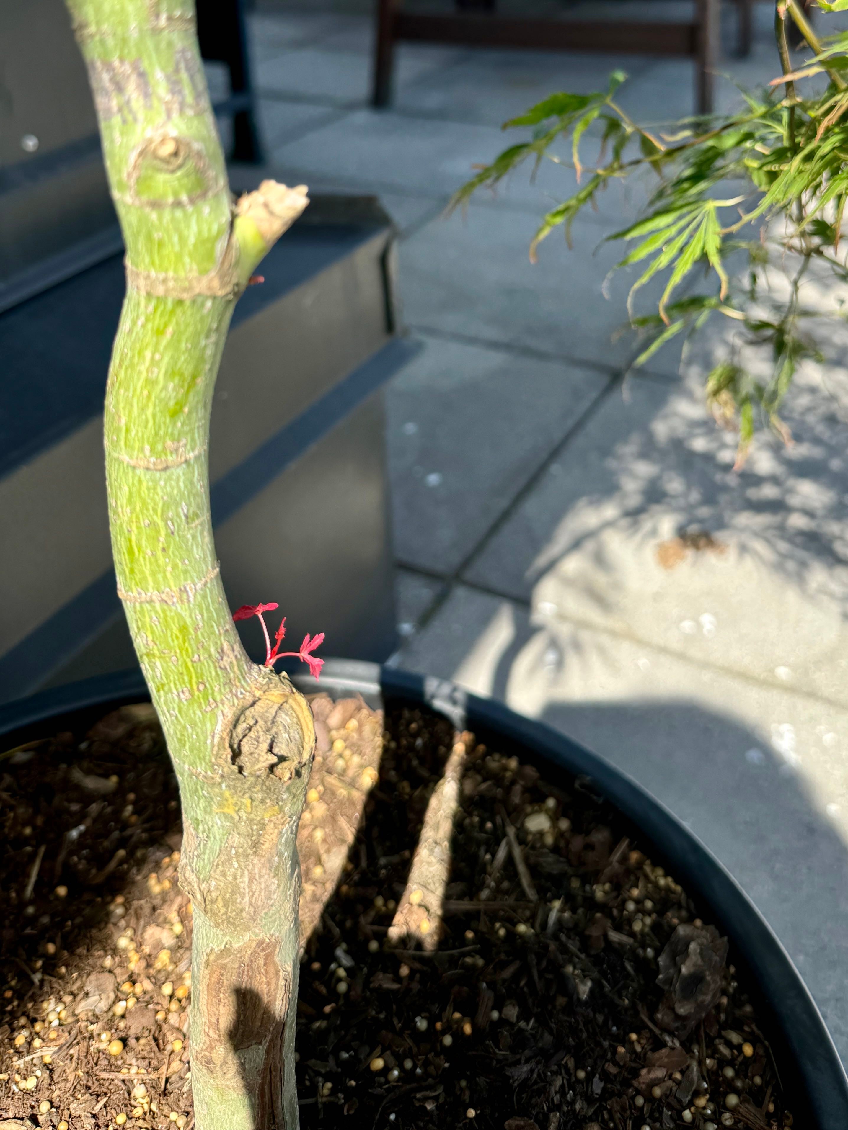 Japanese Maple Plant Care Water, Light, Nutrients Greg App 🌱