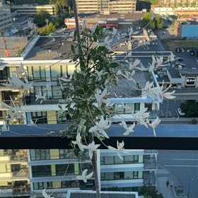 Photo of the plant species Salix Integra Hakuro-Nishiki by @Teddy-the-Bear named Lollipop on Greg, the plant care app