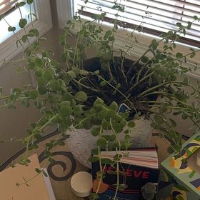 Photo of the plant species Lime Twister Stonecrop by @BriskBeeorchid named Gobi on Greg, the plant care app
