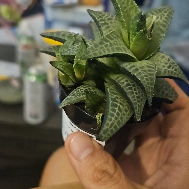 Photo of the plant species Haworthia tesselata by @LoyalBladdernut named Mochi on Greg, the plant care app