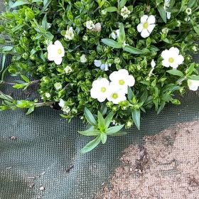 Photo of the plant species Mountain Sandwort by @ClubbySyngonium named Daphne on Greg, the plant care app