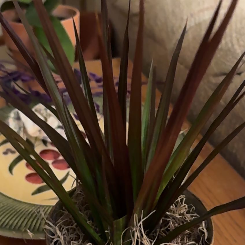 Photo of the plant species Tropical Foliage by @SlickCoralspot named Kendall on Greg, the plant care app