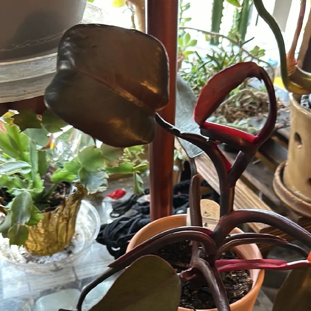 Photo of the plant species Philodendron 'Burgundy' by @MannerlyTwister named Hamilton on Greg, the plant care app