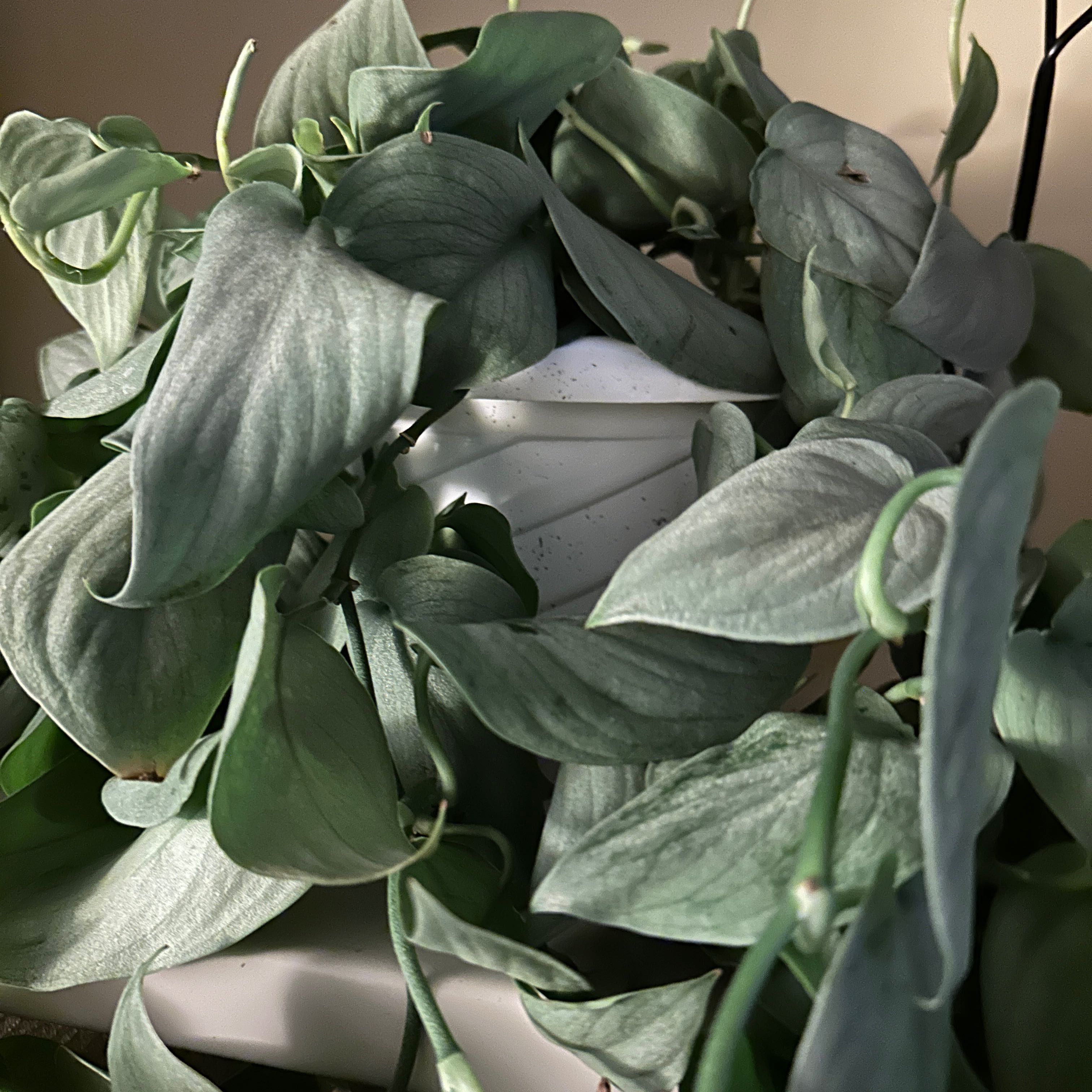 Photo of the plant species Scindapsus pictus 'Sooo Silver' by @MannerlyTwister named Darwin on Greg, the plant care app