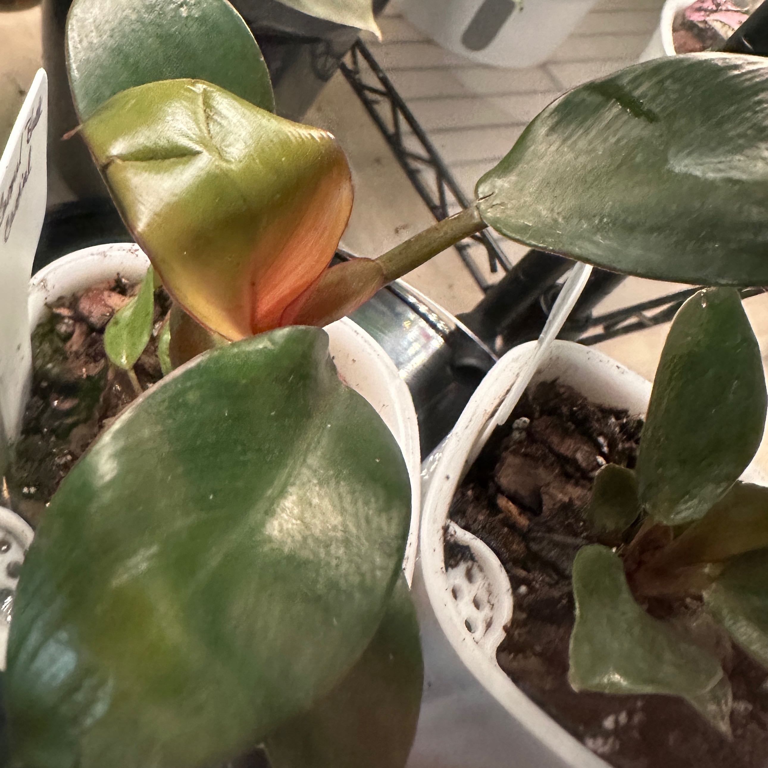 Photo of the plant species Philodendron erubescens 'Black Cardinal x Caramel' by @MannerlyTwister named Kesha on Greg, the plant care app