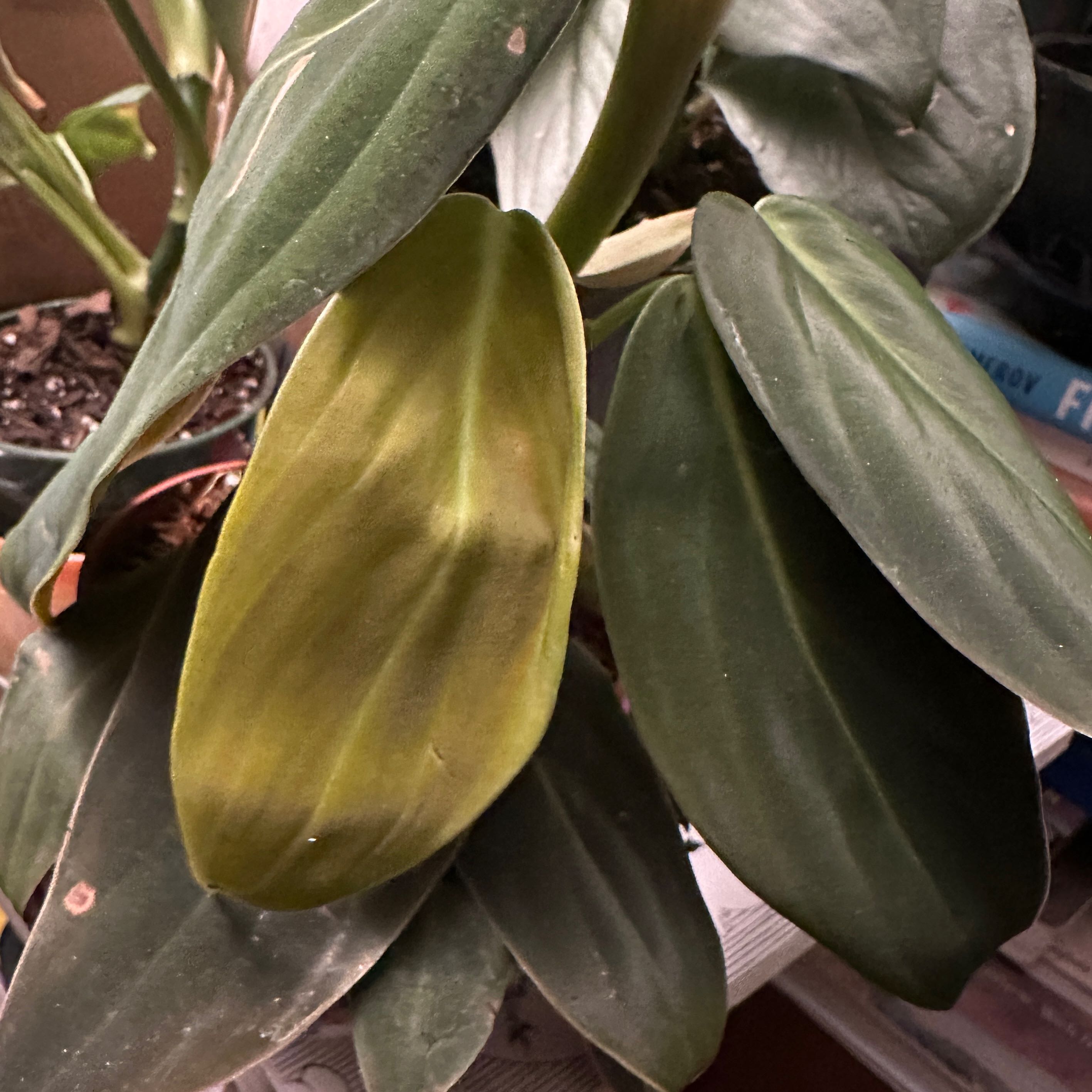 Philodendron gigas plant with yellowing leaf and visible soil.