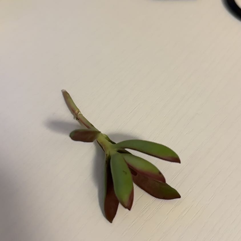 Cutting of a Purple Ice Plant with green and reddish leaves on a white surface.