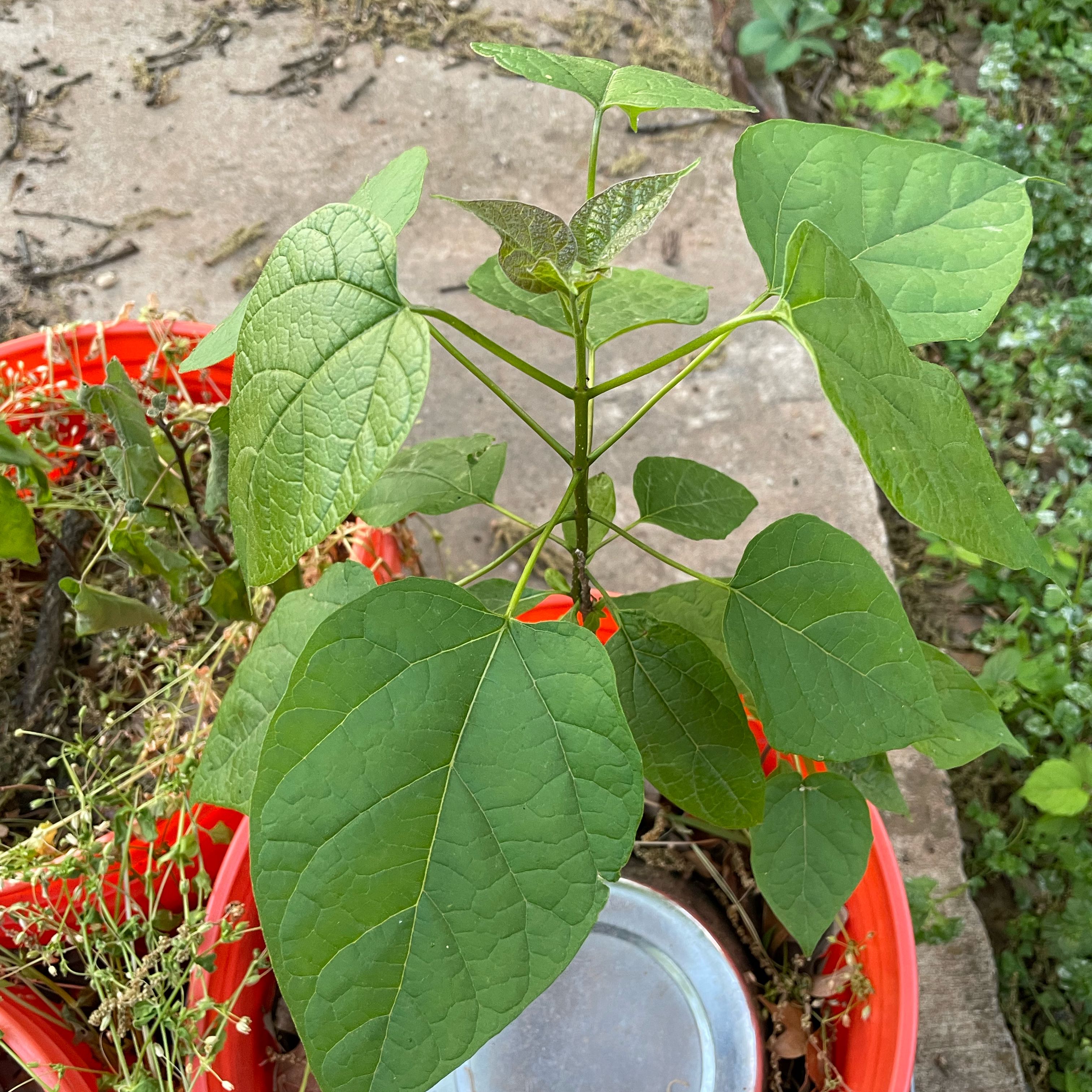 A healthy young Catalpa plant with broad green leaves in a red pot.