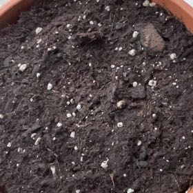 Photo of the plant species Blue Cornflower by @SweetOxeyedaisy named Kobe on Greg, the plant care app