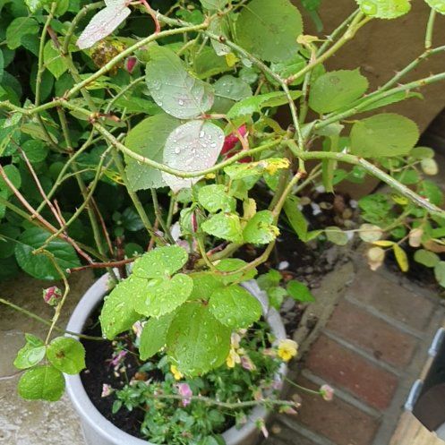 Photo of the plant species Balfour's Touch-Me-Not by @SinewyHardbeech named Wall-E on Greg, the plant care app