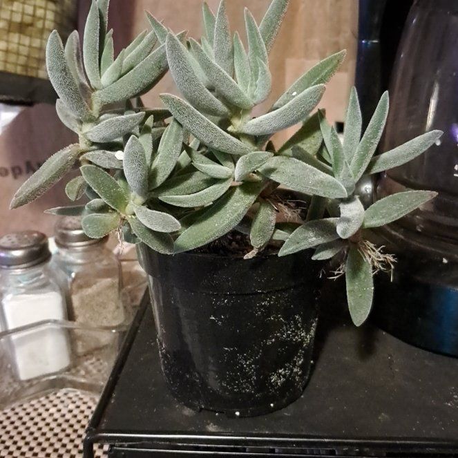 Photo of the plant species Crassula Tenelli by @LightBlueginger named Bella on Greg, the plant care app
