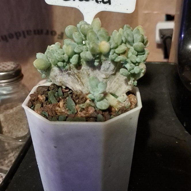 Photo of the plant species Cremeria Expatriata Crested by @LightBlueginger named Sage on Greg, the plant care app