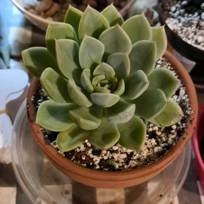 Photo of the plant species Echeveria 'Tippy' by @LightBlueginger named Harry on Greg, the plant care app