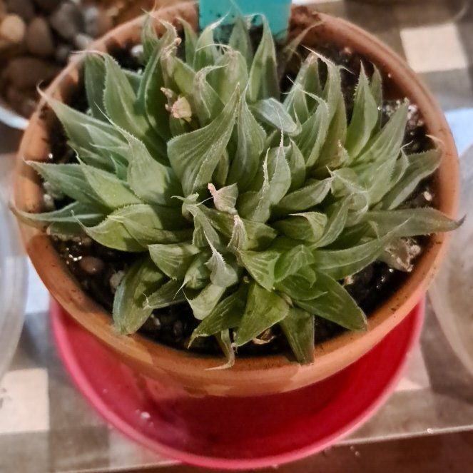 Photo of the plant species Haworthia Cooperi var. Cooperi by @LightBlueginger named Bigleef Smalls on Greg, the plant care app