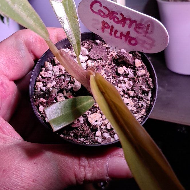 Photo of the plant species Philodendron 'Caramel Pluto' by @LightBlueginger named Robert Plant on Greg, the plant care app