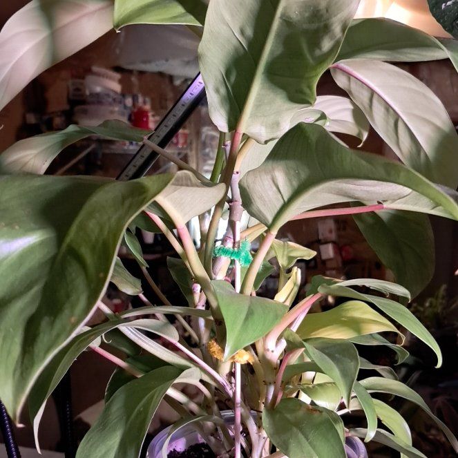 Photo of the plant species Philodendron 'Lemon Lime' Self-Heading Variety by @LightBlueginger named Beyonce on Greg, the plant care app
