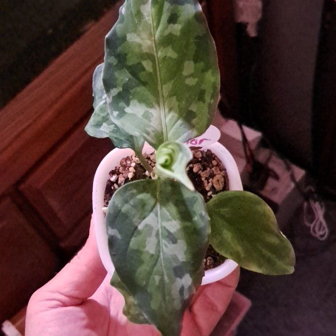 Photo of the plant species Aglaonema 'Pictum Tricolor' by @LightBlueginger named Wall-E on Greg, the plant care app