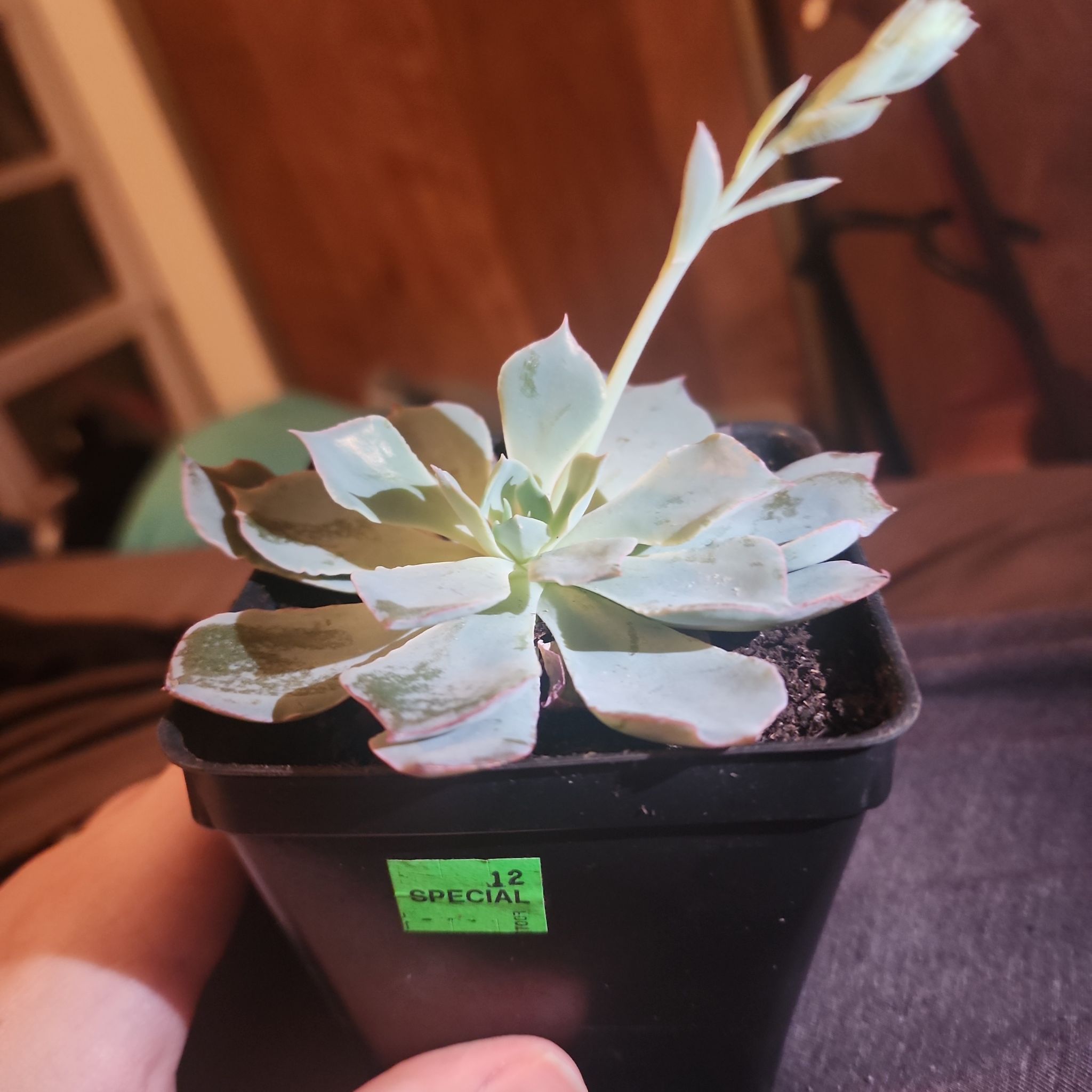 Echeveria 'Blue Heron' succulent in a black pot with a flower stalk emerging.