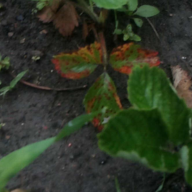 Strawberry