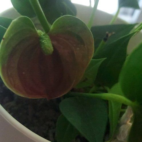 Photo of the plant species Flamingo Flower by @UpliftedGinseng named Bieber on Greg, the plant care app