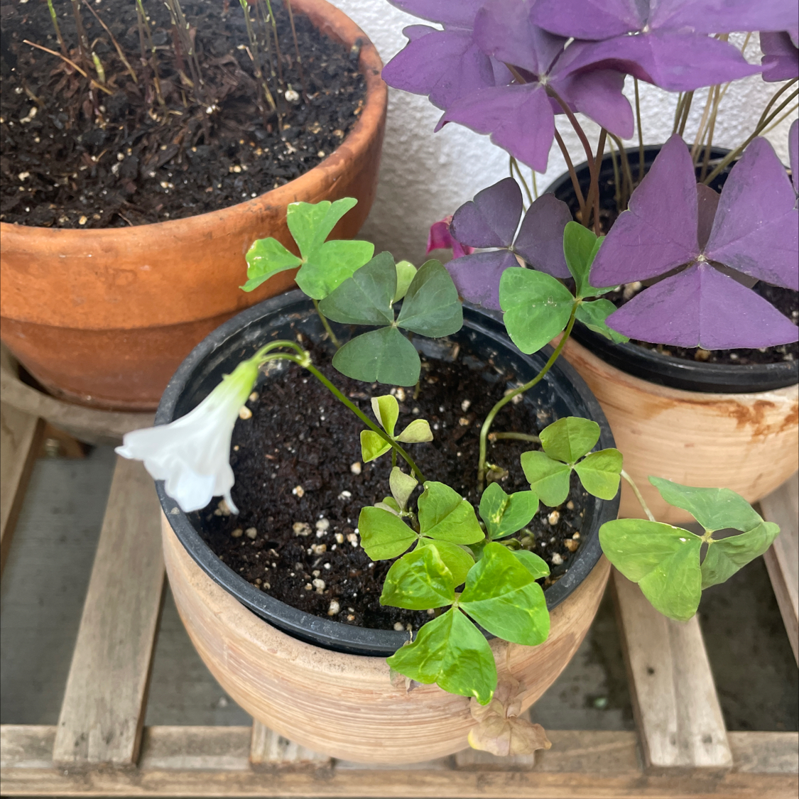 Potted Shamrock plant with green and purple leaves, some yellowing and browning, visible soil, and a flower.