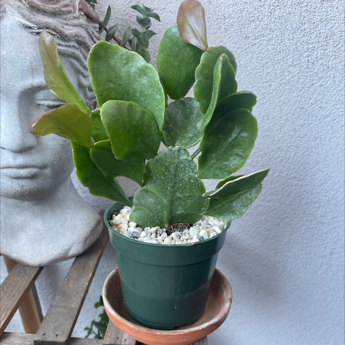 Photo of the plant species Oblong mistletoe cactus by @JKeahey named Navajo on Greg, the plant care app