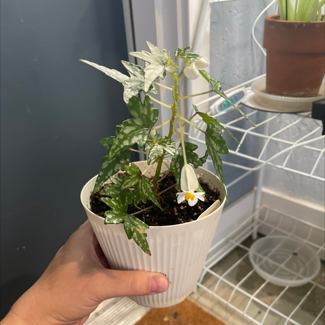 Photo of the plant species Begonia Tweedle Dee by @JKeahey named Dre on Greg, the plant care app