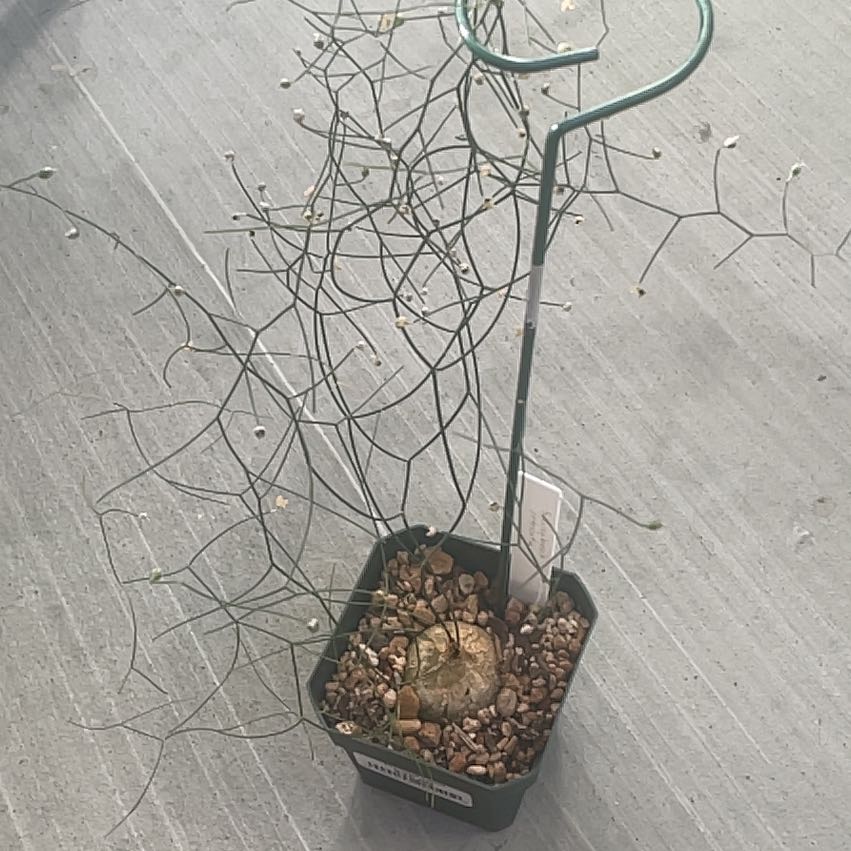 Photo of the plant species Climbing Onion by @JKeahey named Cry baby on Greg, the plant care app