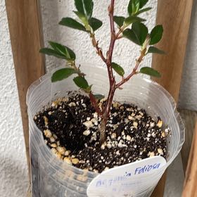 Photo of the plant species Begonia foliosa by @JKeahey named Diana on Greg, the plant care app