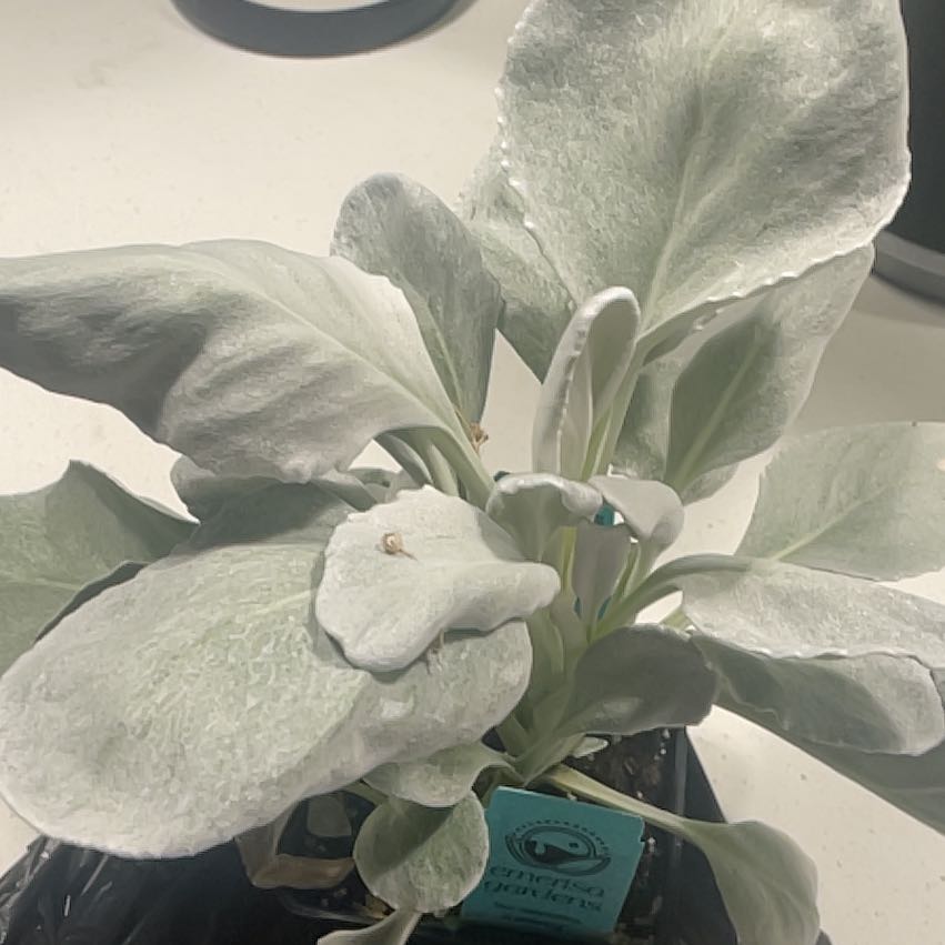 Photo of the plant species Senecio candidans 'Angel Wings' by @JKeahey named Angel on Greg, the plant care app
