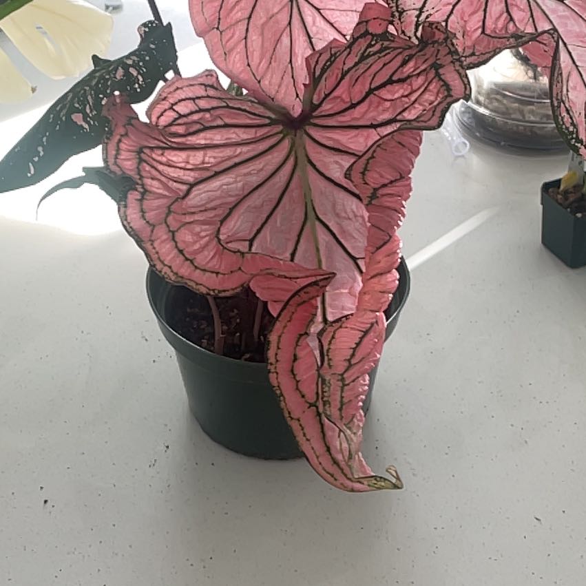 Photo of the plant species Caladium Pink Symphony by @JKeahey named da Vinci on Greg, the plant care app