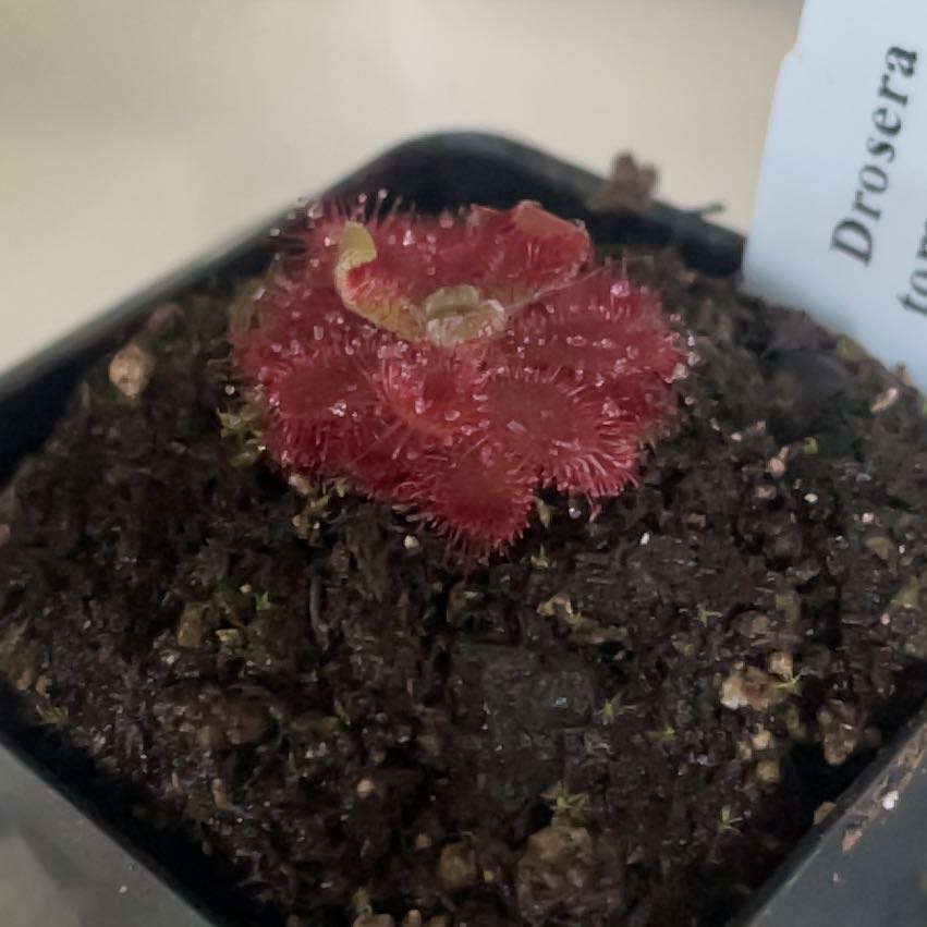 Photo of the plant species Red Drosera by @JKeahey named Orwell on Greg, the plant care app