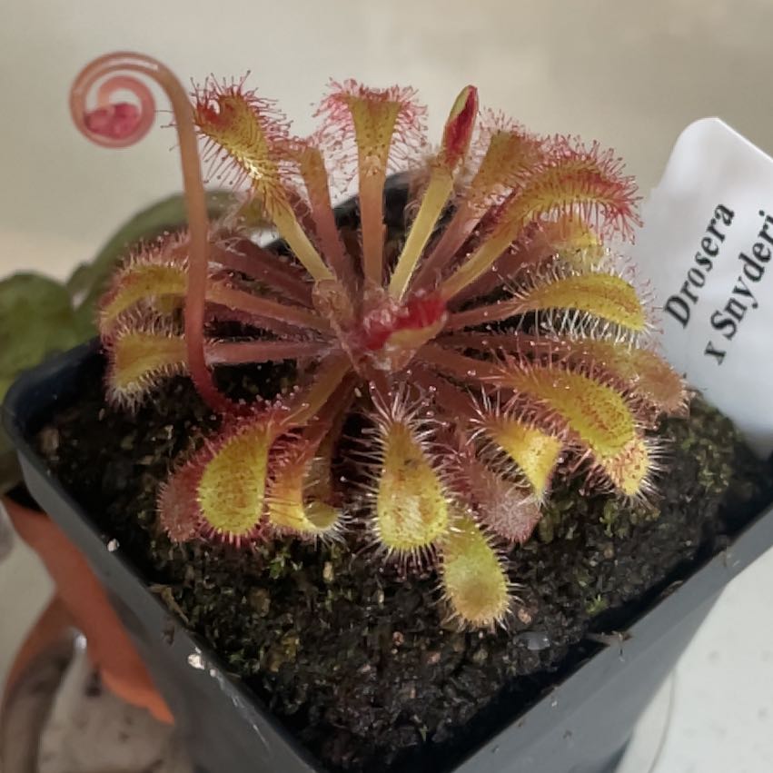 Photo of the plant species Red Drosera by @JKeahey named Figyonce on Greg, the plant care app