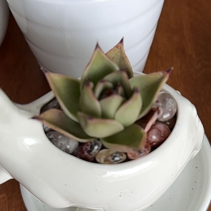 Photo of the plant species Jade Star Echeveria by @FacileHogpeanut named Eva on Greg, the plant care app