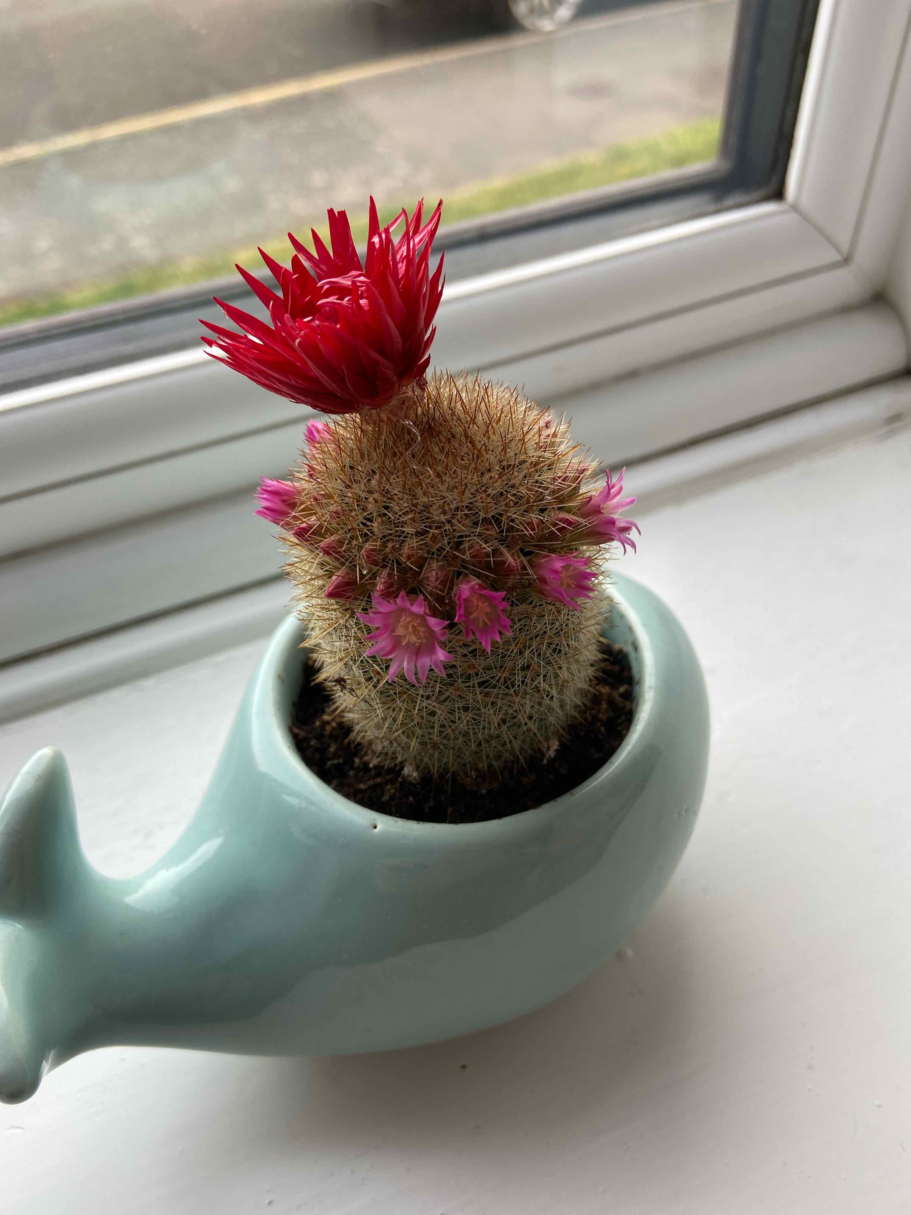 Texas Rainbow Cactus with red and pink flowers in a whale-shaped pot on a windowsill.