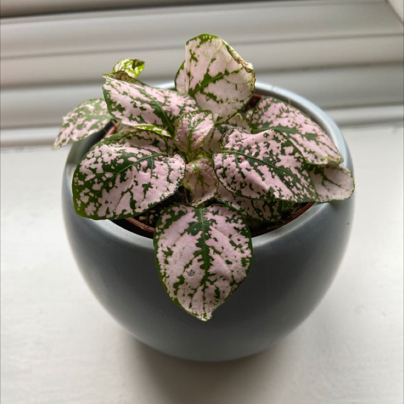 Photo of the plant species Polka Dot Plant by Ani named Stella on Greg, the plant care app