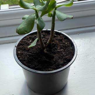 Silver Jade Plant plant in London, England