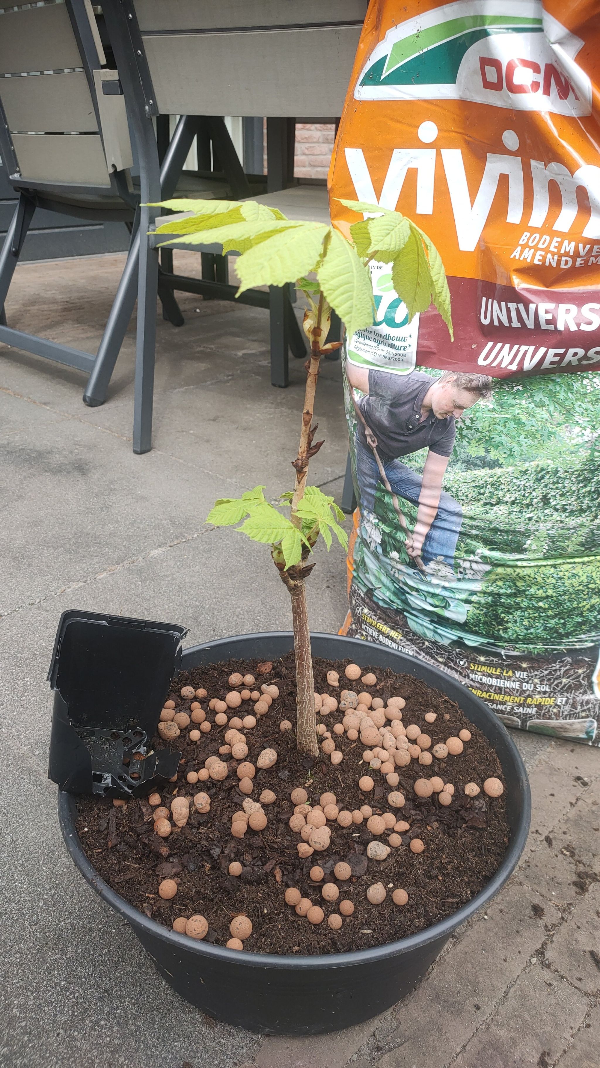 Young European Horse-Chestnut plant in a pot with visible soil and clay pellets.
