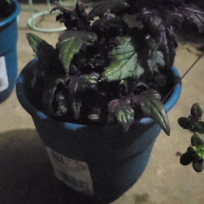 The Complete Purple Passion Plant Plant Care Guide: Water, Light & Beyond