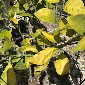 Photo of the plant species Satsuma by @SharpTauhinu named Queen on Greg, the plant care app