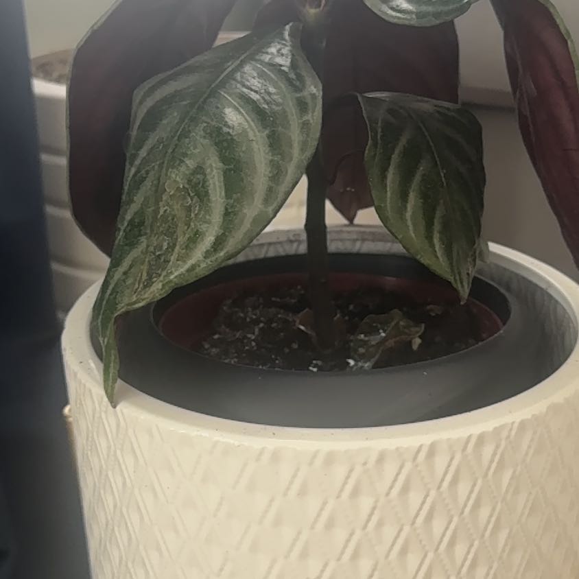 Photo of the plant species Zebra Fuego by @WorldlyBroccoli named Ms MaryAnne on Greg, the plant care app