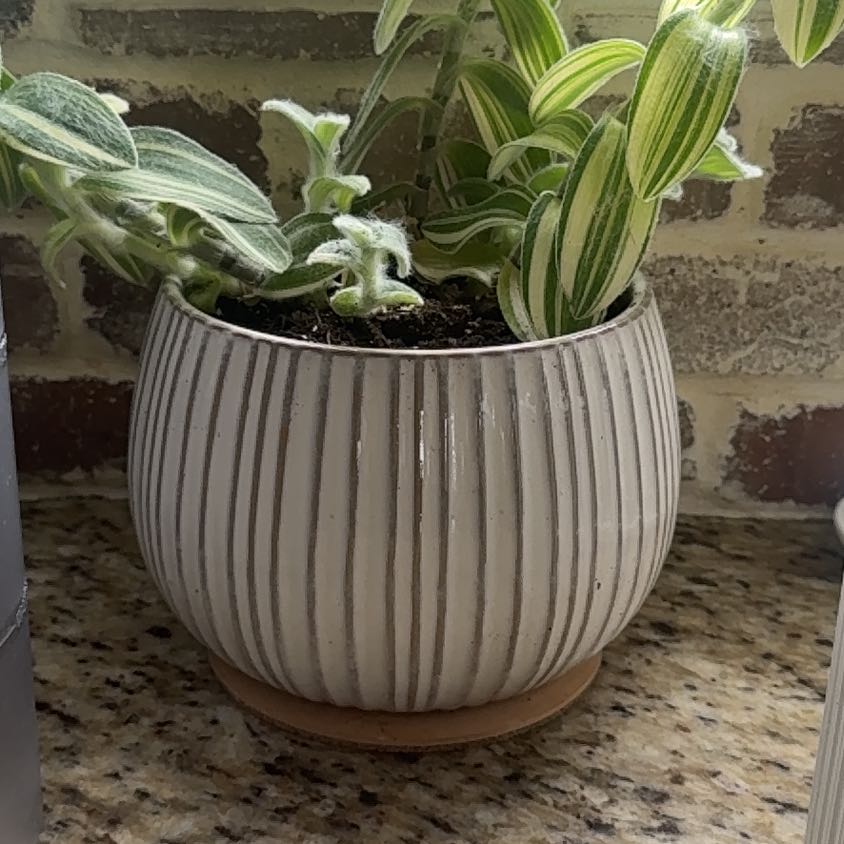 Photo of the plant species Trafescantia by @WorldlyBroccoli named Vivian on Greg, the plant care app