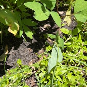 Photo of the plant species False Mermaidweed by @PeachyRedbanana named Anne on Greg, the plant care app