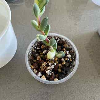 Variegated Ice Plant plant in Somewhere on Earth
