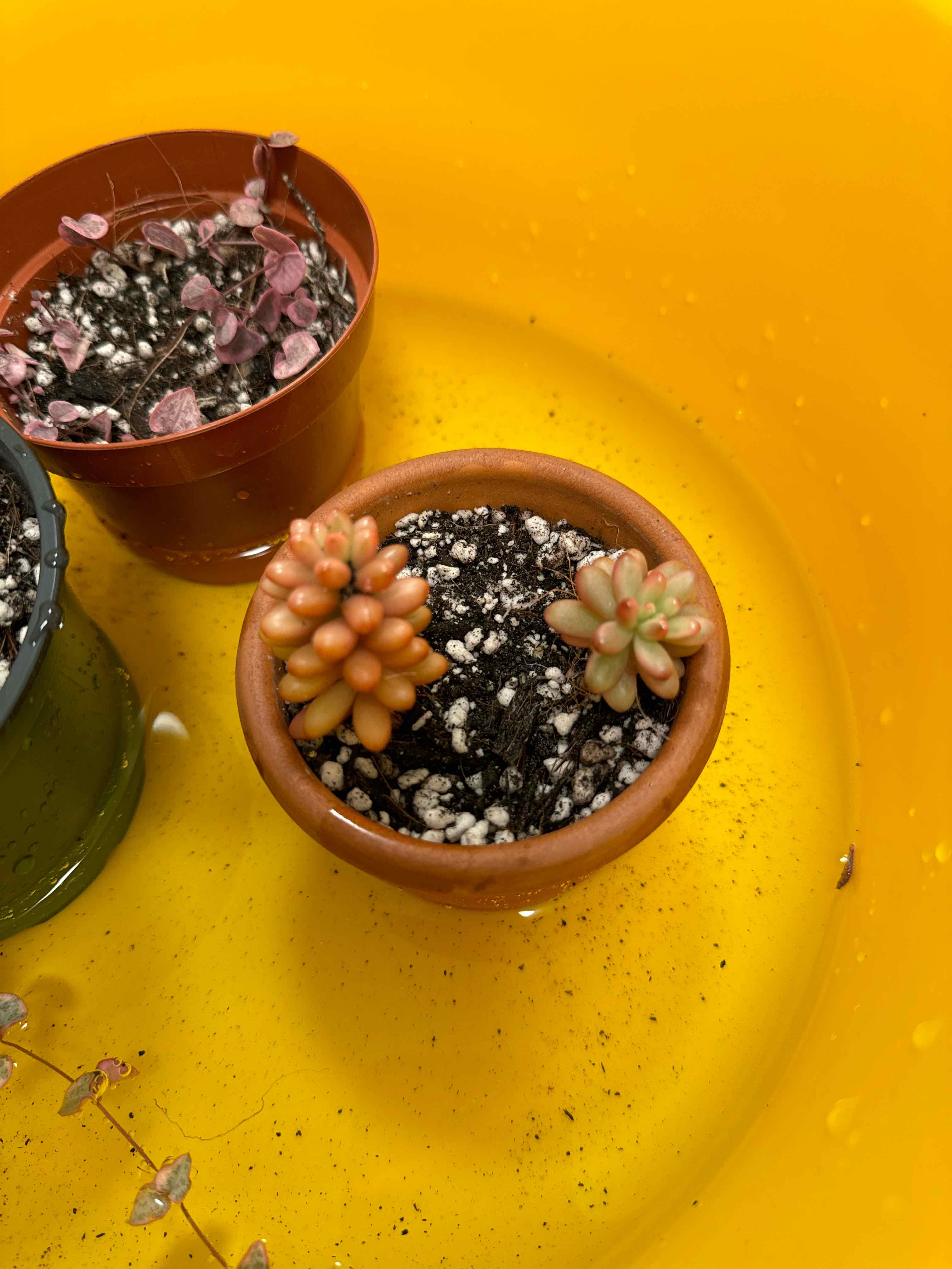 Photo of the plant species Aurora Pink Jelly Bean by @tiffy named Aurora on Greg, the plant care app