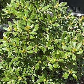 Plant care for Acuminate Ternstroemia on Greg, the plant care app