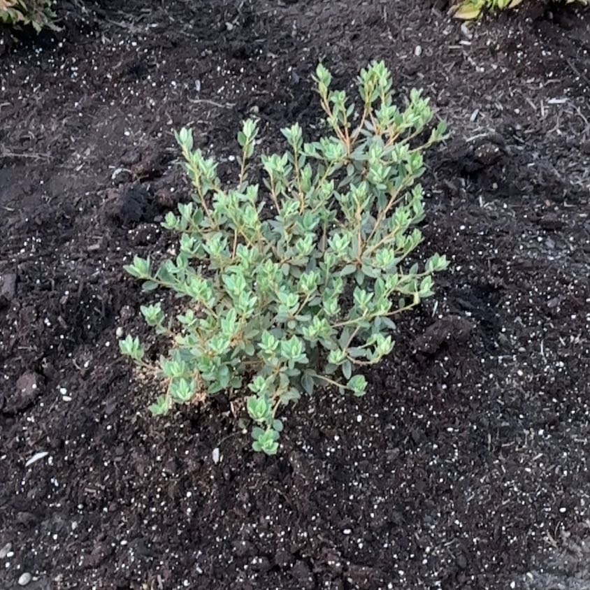 A healthy Alpenrose plant with green leaves planted in dark soil.